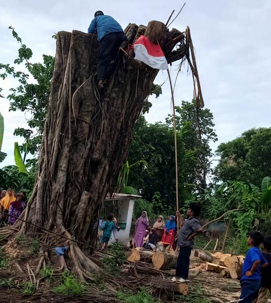 Viral Pohon Beringin Tumbang di Situbondo Kembali Tegak Usai Ranting Dipotong