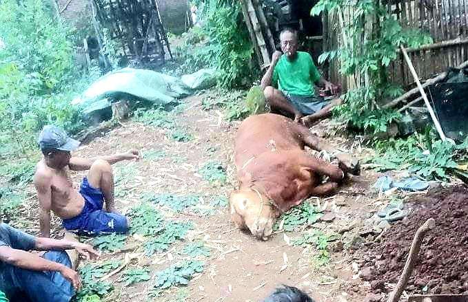 Banyak Sapi Mati Mendadak,  Pemkab Diminta Bertindak