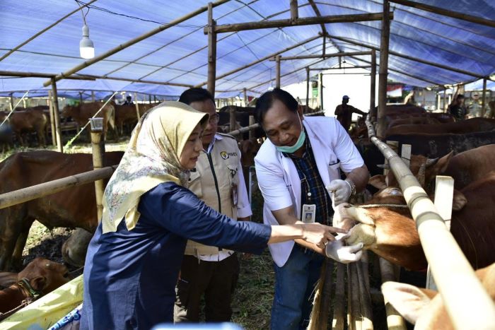 DKPP Surabaya Temukan Sapi yang Belum Cukup Umur dan Kurang Sehat di Kalirungkut