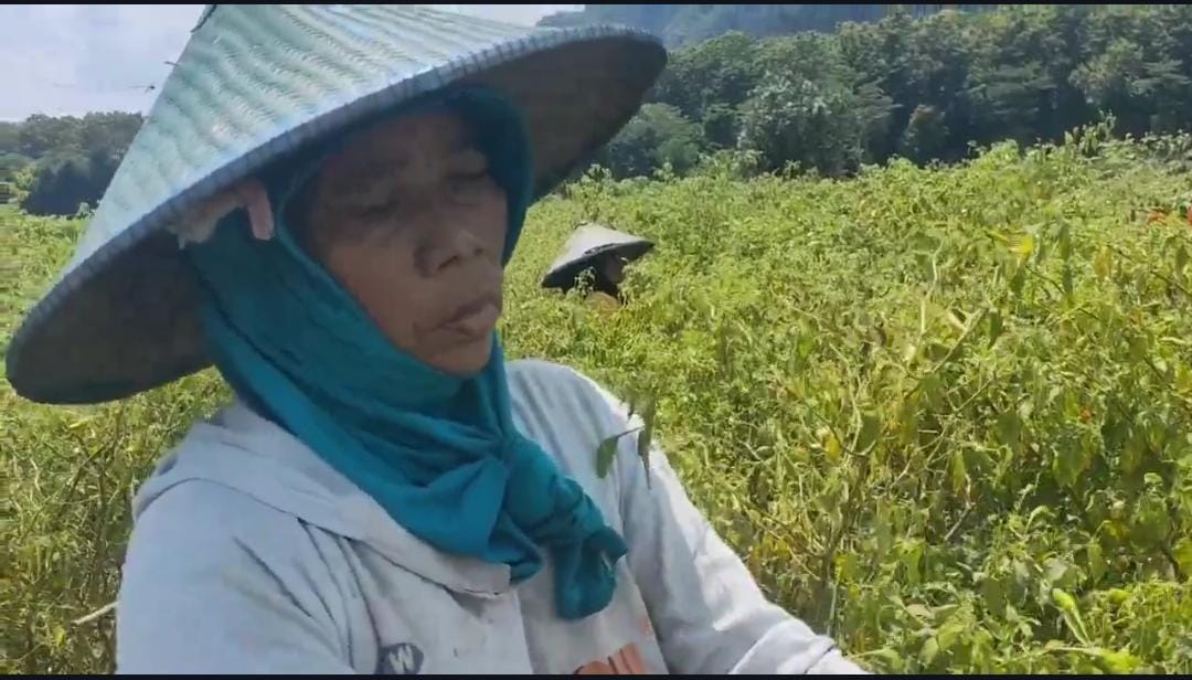 Harga Cabai Meroket, Petani Jember Senyum Sumringah