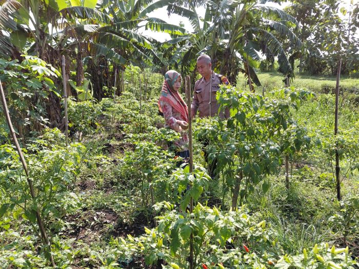 Polsek Tulangan Optimalkan Ketahanan Pangan Polresta Sidoarjo, Kunjungi Perkebunan Cabai Warga Kemantren