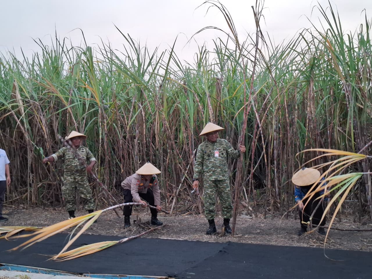 Dukung Swasembada Gula, Lanud Muljono Ikuti Panen Raya Tebu di Pasuruan