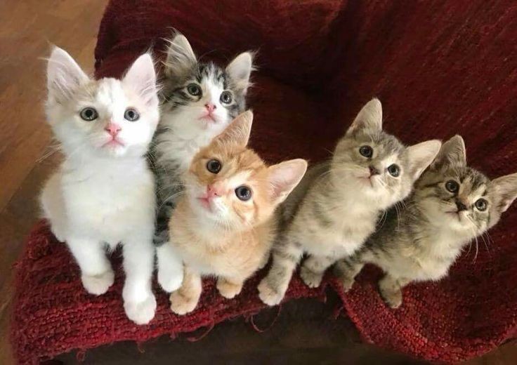 Waspada! Bulu Kucing Bisa Picu Penyakit Serius, Ini Fakta yang Kerap Diabaikan