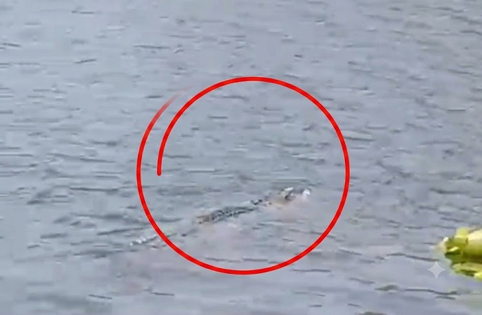  Buaya 3,5 Meter Muncul di Bengawan Solo, Warga Bungah Gresik Diimbau Waspada