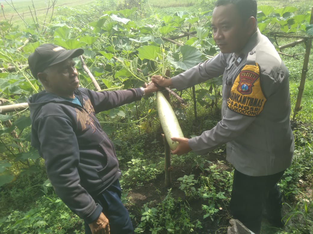 Polsek Sukodono Cek Ketahanan Pangan Sayuran Oyong di Desa Bangsri