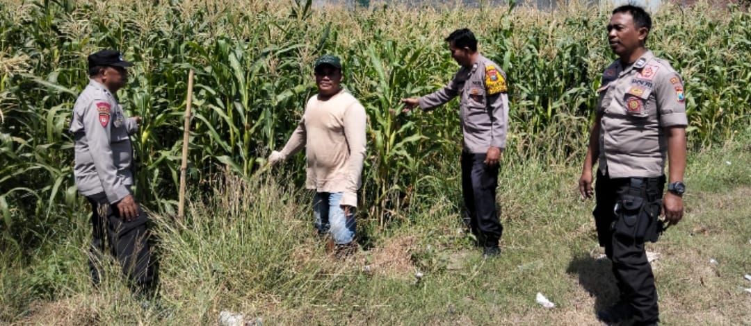 Polsek Tulangan Tinjau Lahan Jagung di Desa Kajeksan, Dukung Swasembada Pangan