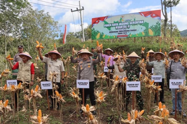 Panen Jagung Massal, Polres Tulungagung Gandeng Pemkab Wujudkan Ketahanan Pangan