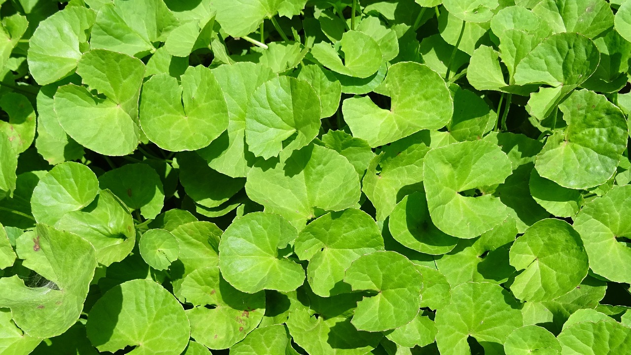 Resep Masakan Sehat dengan Centella Asiatica (Pegagan)