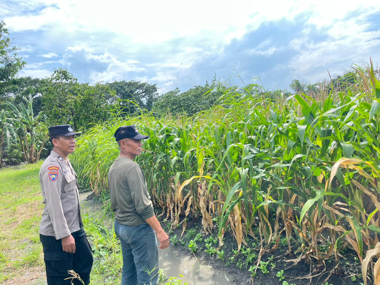 Bhabinkamtibmas Polsek Taman Cek Lahan Jagung dan Berdialog dengan Warga