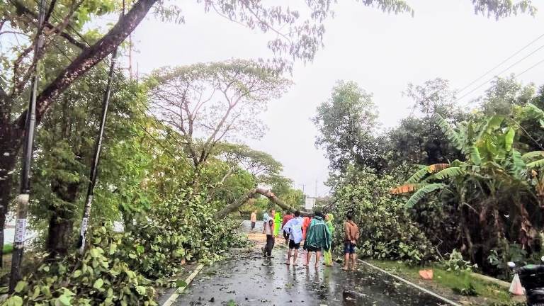 Cuaca Ekstrem, BPBD Ngawi Imbau Warga Tebang Pohon Berisiko Tumbang
