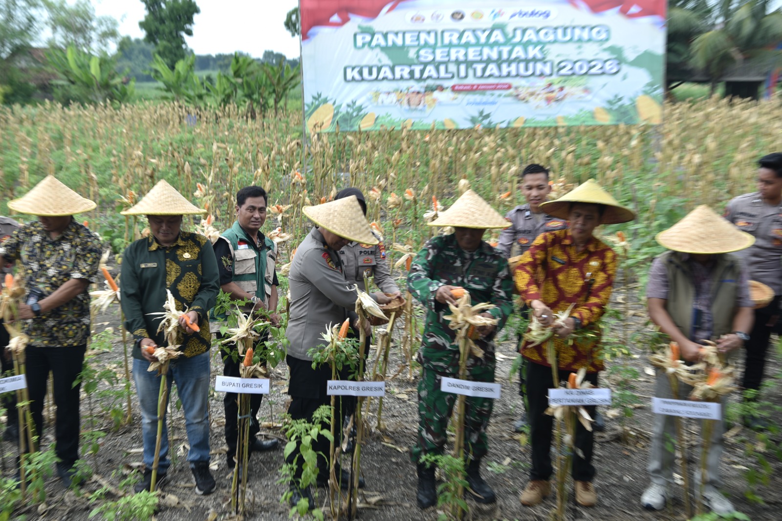 Dukung Swasembada Pangan 2026, Polres Gresik Panen Jagung Serentak Bersama Mabes Polri