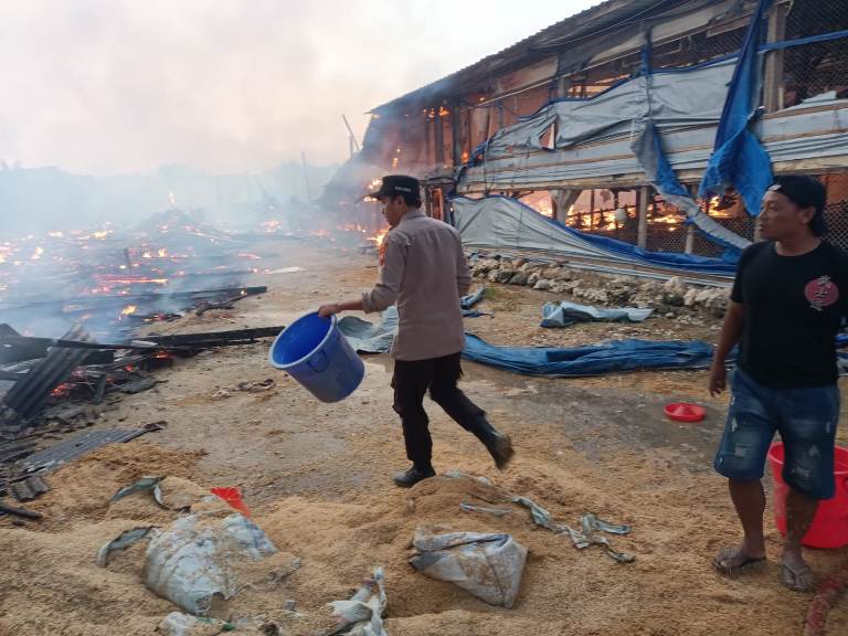 Kandang Ayam Sedayulawas Lamongan Terbakar, Kerugian Capai Rp2 Miliar