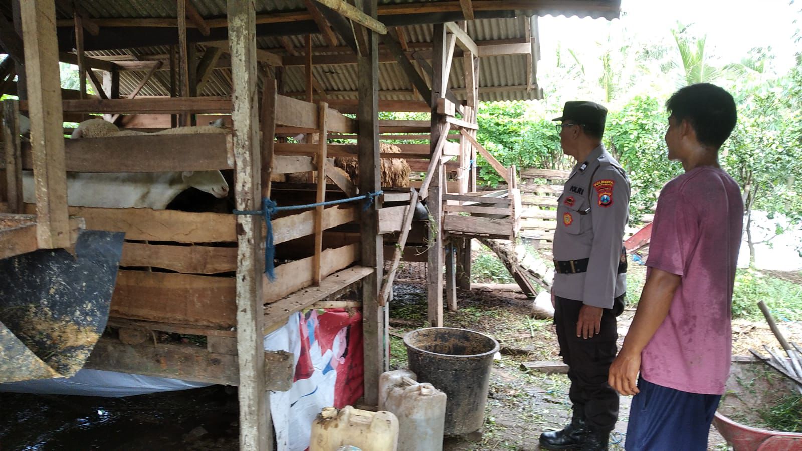 Peternakan Kambing Desa Kebondalem Bangorejo Turut Topang Ketahanan Pangan