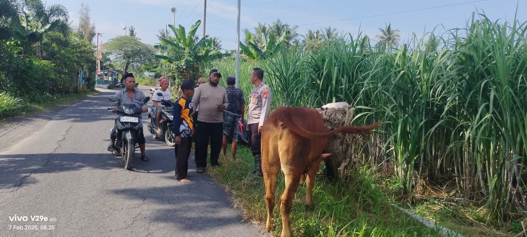 Polisi dan Warga Berhasil Temukan Sapi Curian di Kebun Tebu Pasirian 