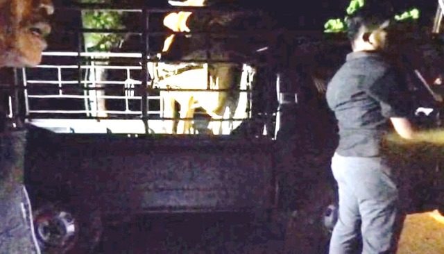 Sikapi Keresahan Masyarakat, Satreskrim Polres Bangkalan Bekuk 2 Alap-Alap Ternak Sapi