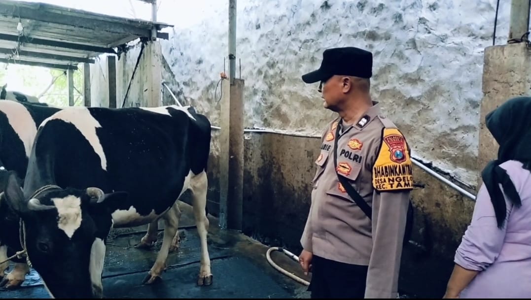 Warga Ngelom Manfaatkan Lahan Kosong Rumah untuk Peternakan Sapi Perah, Dukung Ketahanan Pangan Bergizi