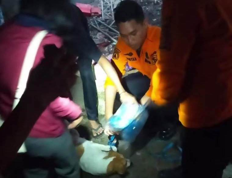 9 Anjing Pemangsa Majikan di Rungkut Dievakuasi, Libatkan Pencinta Satwa