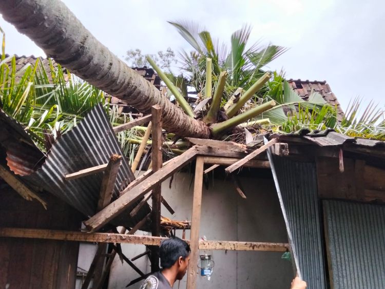 Kakek 75 Tahun di Situbondo Nyaris Tewas Tertimpa Pohon Kelapa Tumbang