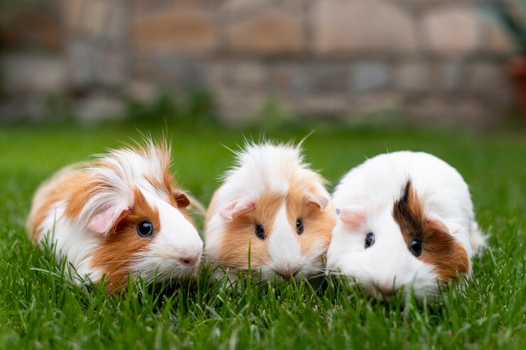 Hamster Peliharaan Lucu, Mengapa Rentan Mengalami Kematian? 