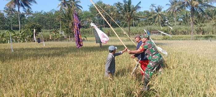 Babinsa Bandaran Dampingi Petani Pasang Jaring Antisipasi Hama Burung