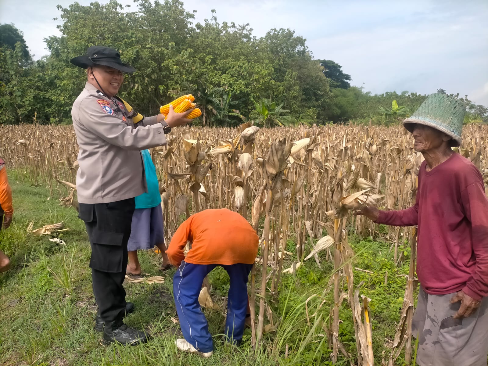 Dukung Ketahanan Pangan di Ngawi, Polsek Geneng Monitoring Panen Jagung di Lahan Binaan Polri