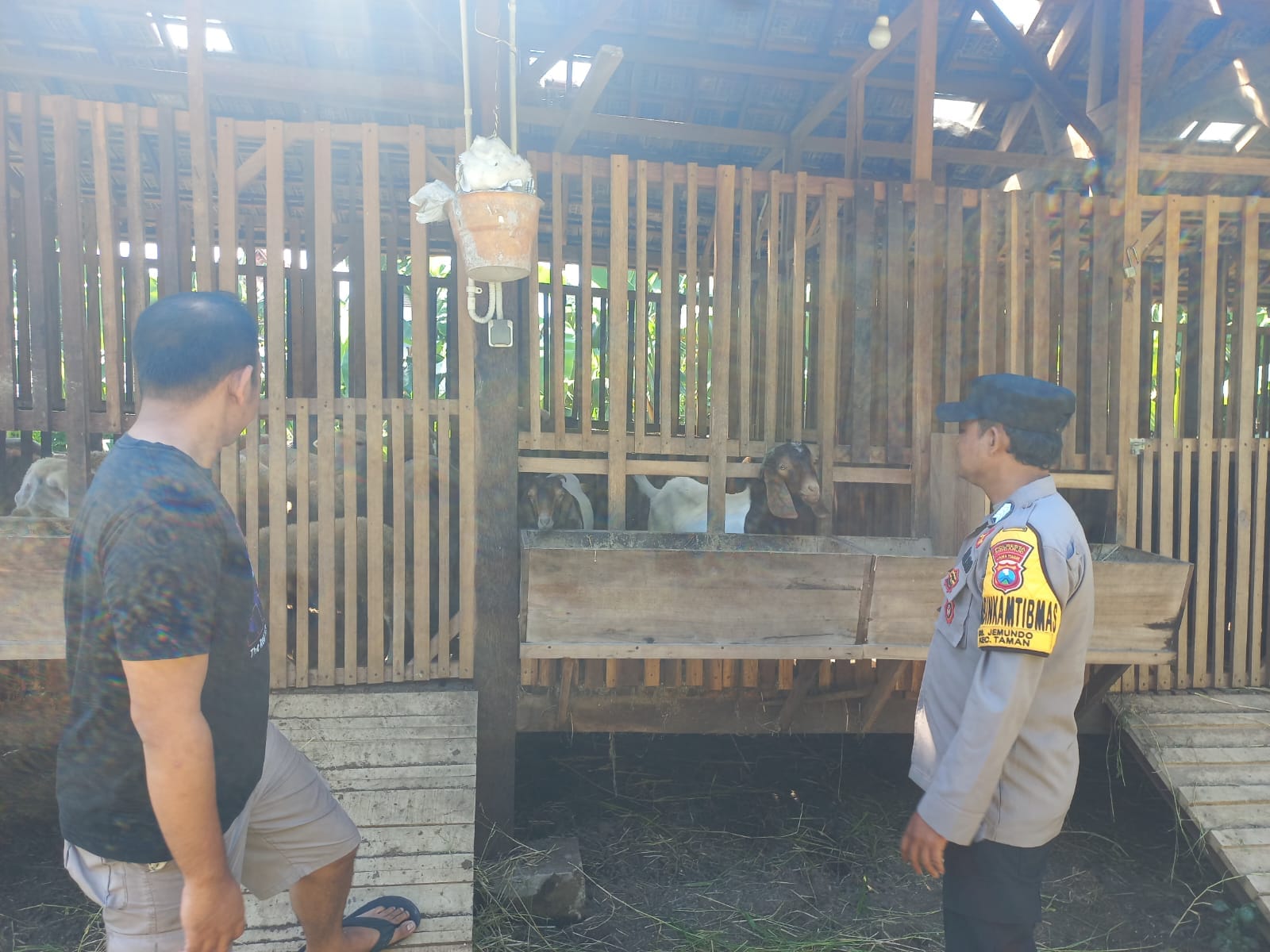 Pemanfaatan Lahan Kosong untuk Peternakan Kambing Etawa, Dukung Program Ketahanan Pangan