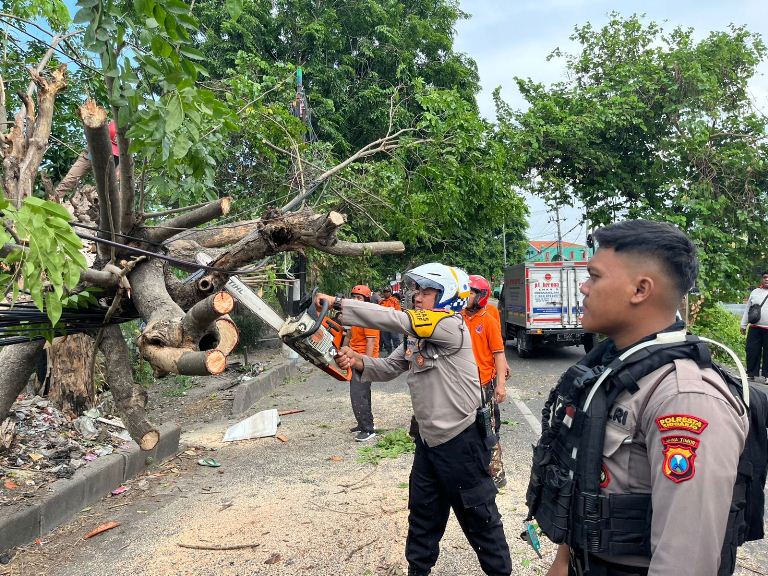 Petugas Gabungan Evakuasi Pohon Tumbang di Sidoarjo