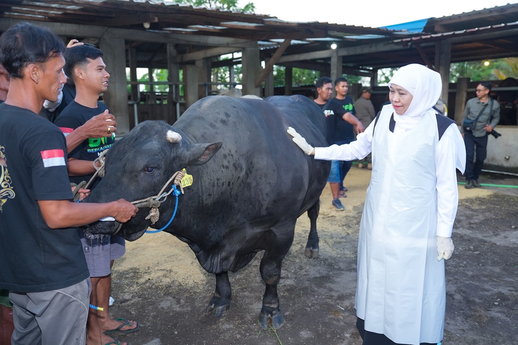  Perawatan Ketat Sapi Kurban Khofifah di Mojokerto, Dimandikan dan Diberi Jamu Herbal
