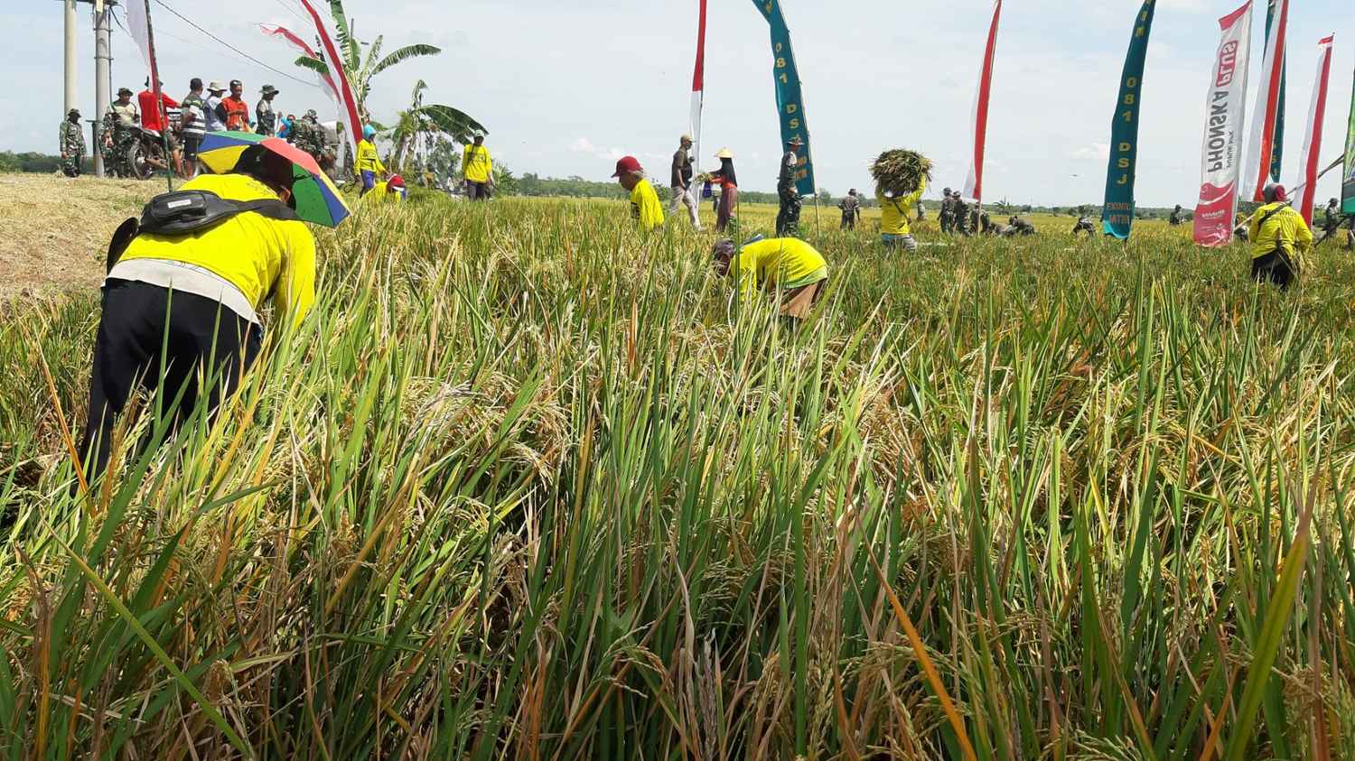 Panen Raya di Ngawi, Produksi Padi Surplus Ribuan Ton