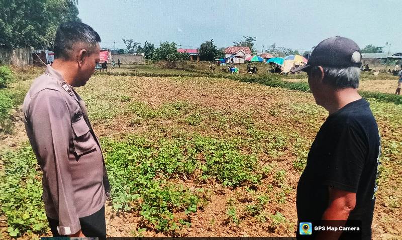 Pantau Tanaman Kacang Tanah, Kanit Samapta Polsek Tanah Merah Edukasi Petani Sepuh Desa Jangkar