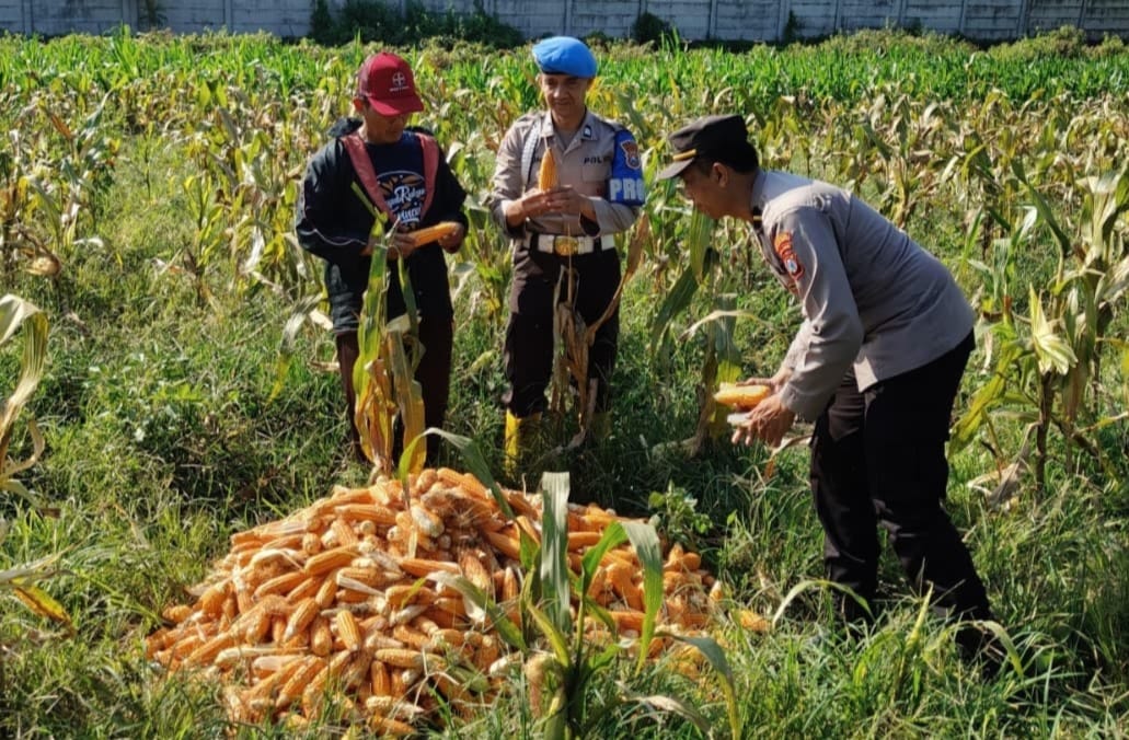 Dukung Ketahanan Pangan Nasional, Polresta Malang Kota dan Gabungan Kelompok Tani Panen 2,5 Ton Jagung