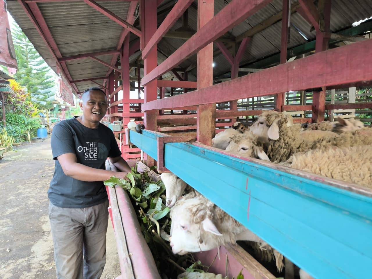 Kisah Inspiratif Muhammad Salim, Penggaduh Kambing Berkembang Jadi Jutawan Berkat Ternak Domba