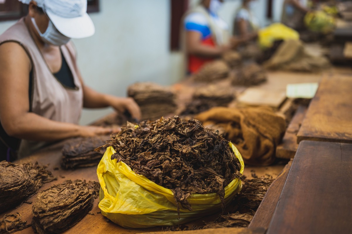 Tembakau Tidak Hanya untuk Rokok, Ini 5 Kegunaan Lainnya