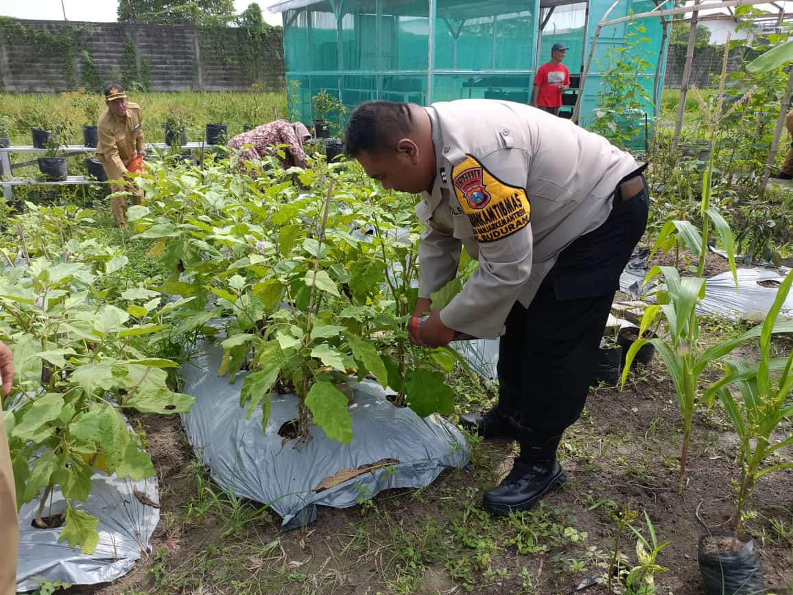 Polsek Buduran Optimalisasi Pengelolaan Lahan Peternakan dan Sayur untuk Ketahanan Pangan