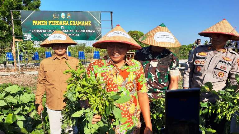 Bupati dan Dandim Situbondo Panen Perdana Edamame