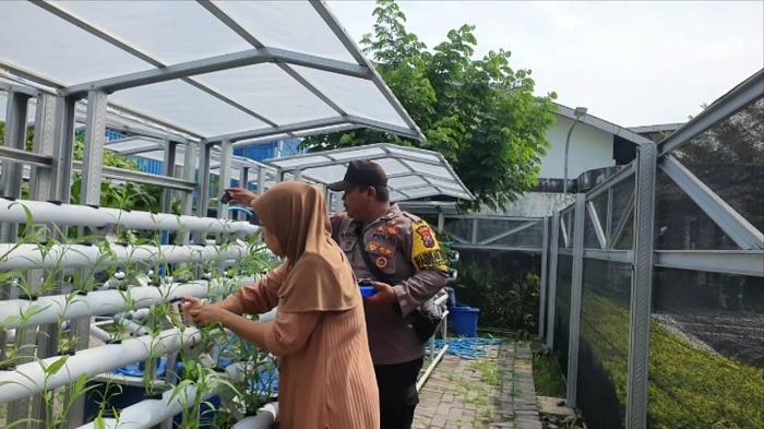 Dukung Ketahanan Pangan, Bhabinkamtibmas Tanjung Perak Cek Perkembangan Hidroponik di Kalimas Baru