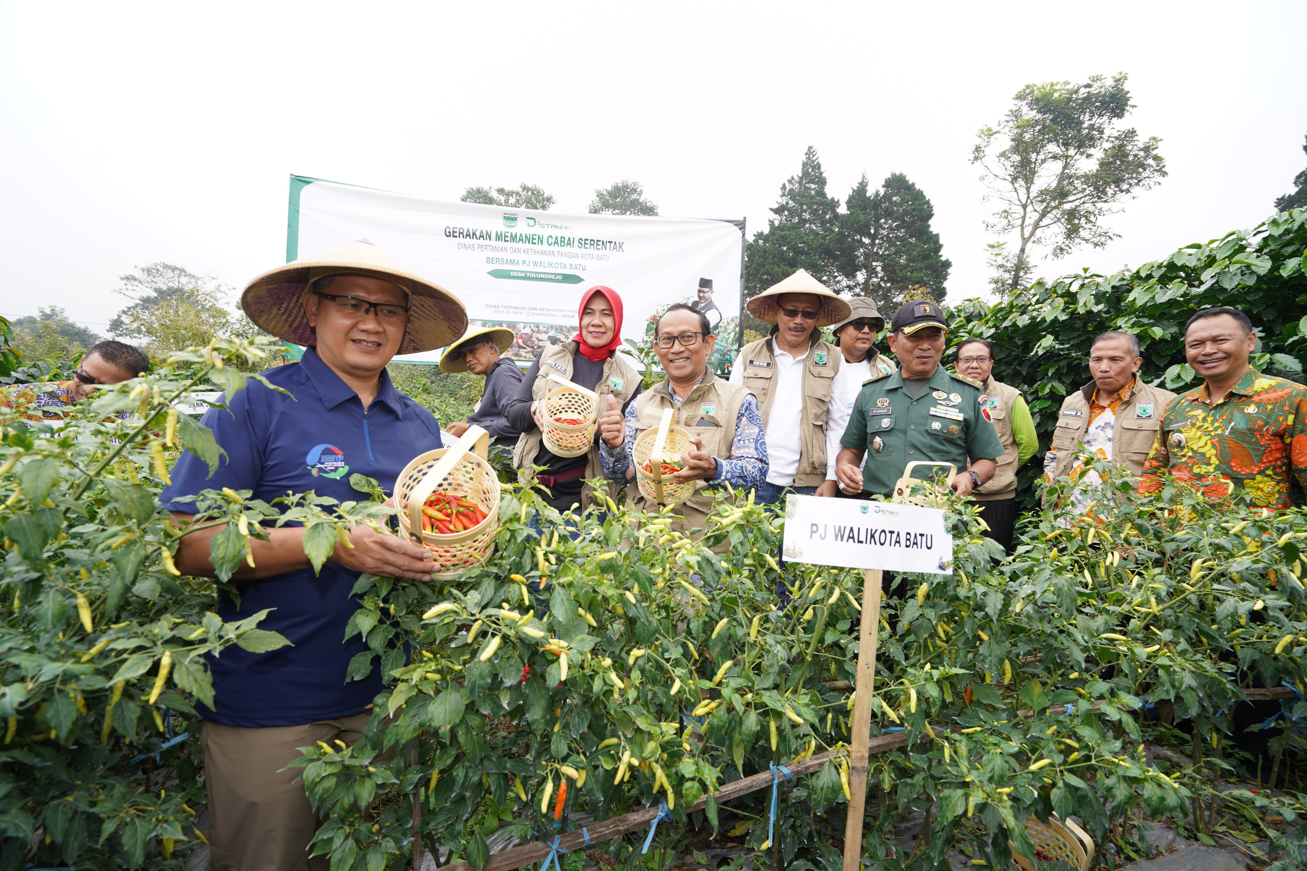 Tekan Inflasi Daerah, Pj Wali Kota Batu Panen Cabai Serentak Pastikan Stok Pasar Terpenuhi