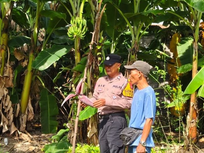 Polsek Taman Tinjau Progres Lahan Ketahanan Pangan Pohon Pisang