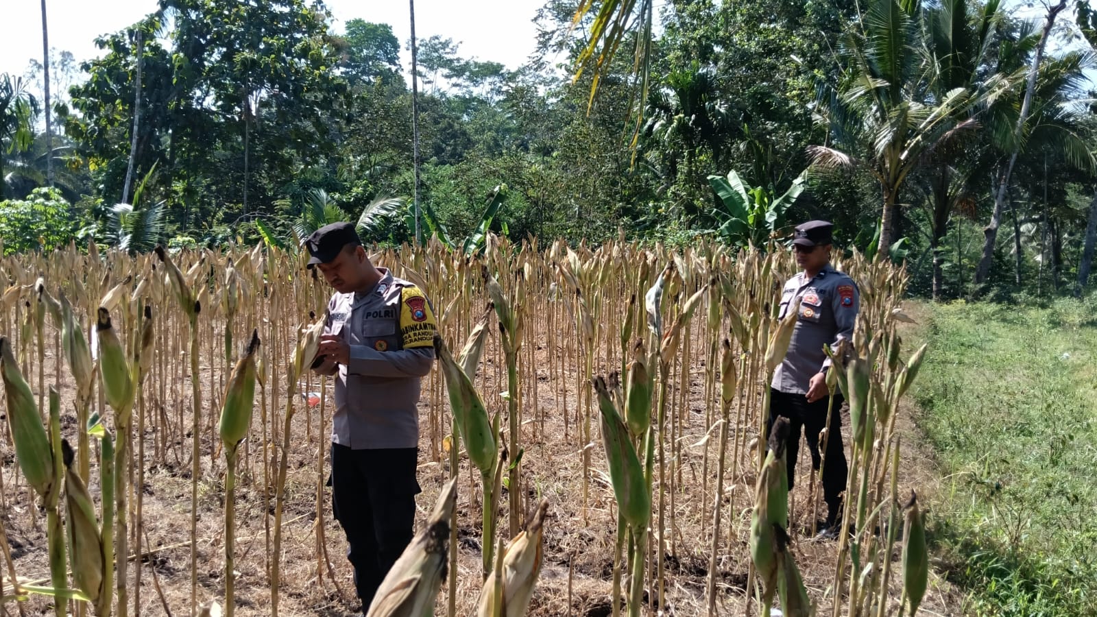 Kawal Asta Cita, Polsek Randuagung Cek Perkembangan Tanaman Jagung Warga Desa Tunjung