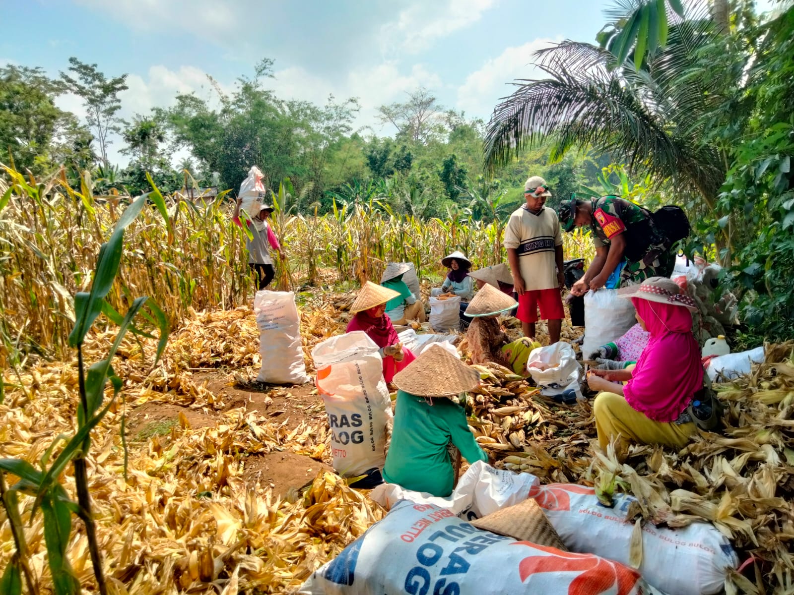 Babinsa Dampingi Petani Panen Jagung, Tingkatkan Produksi dan Kesejahteraan