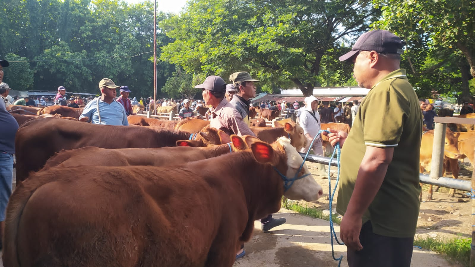 Gara-gara Wabah PMK, Harga Sapi Turun