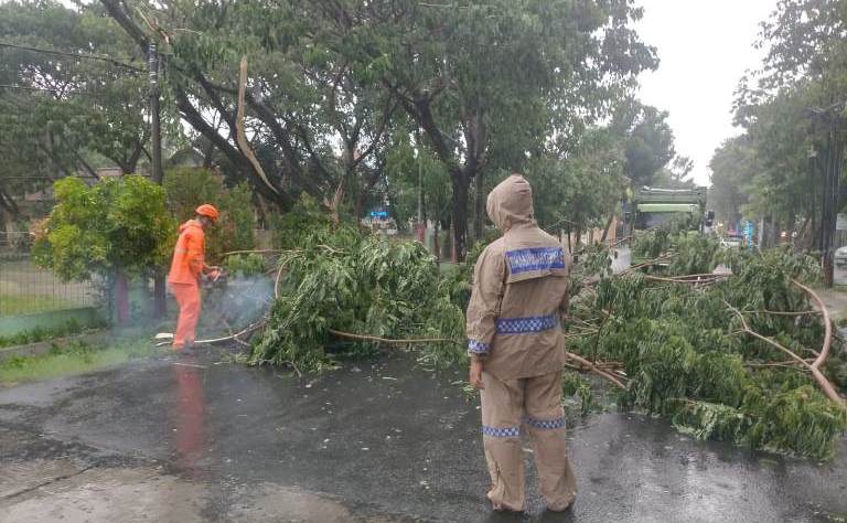 Respons Cepat, Polsek Bojonegoro Kota Evakuasi Pohon Tumbang di Dua Lokasi