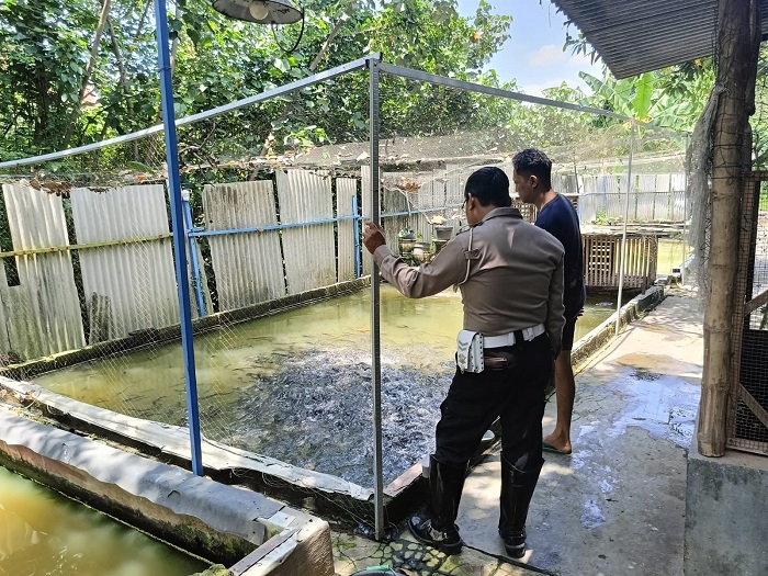Polisi Kawal Ketahanan Pangan Lewat Budi Daya Lele di Pekarangan Rumah