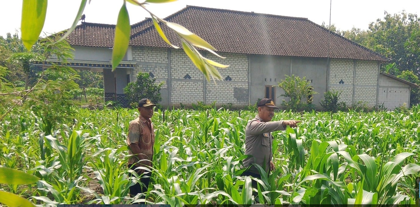 Unit Binmas Polsek Padangan Cek Tanaman di Lahan Ketahanan Pangan