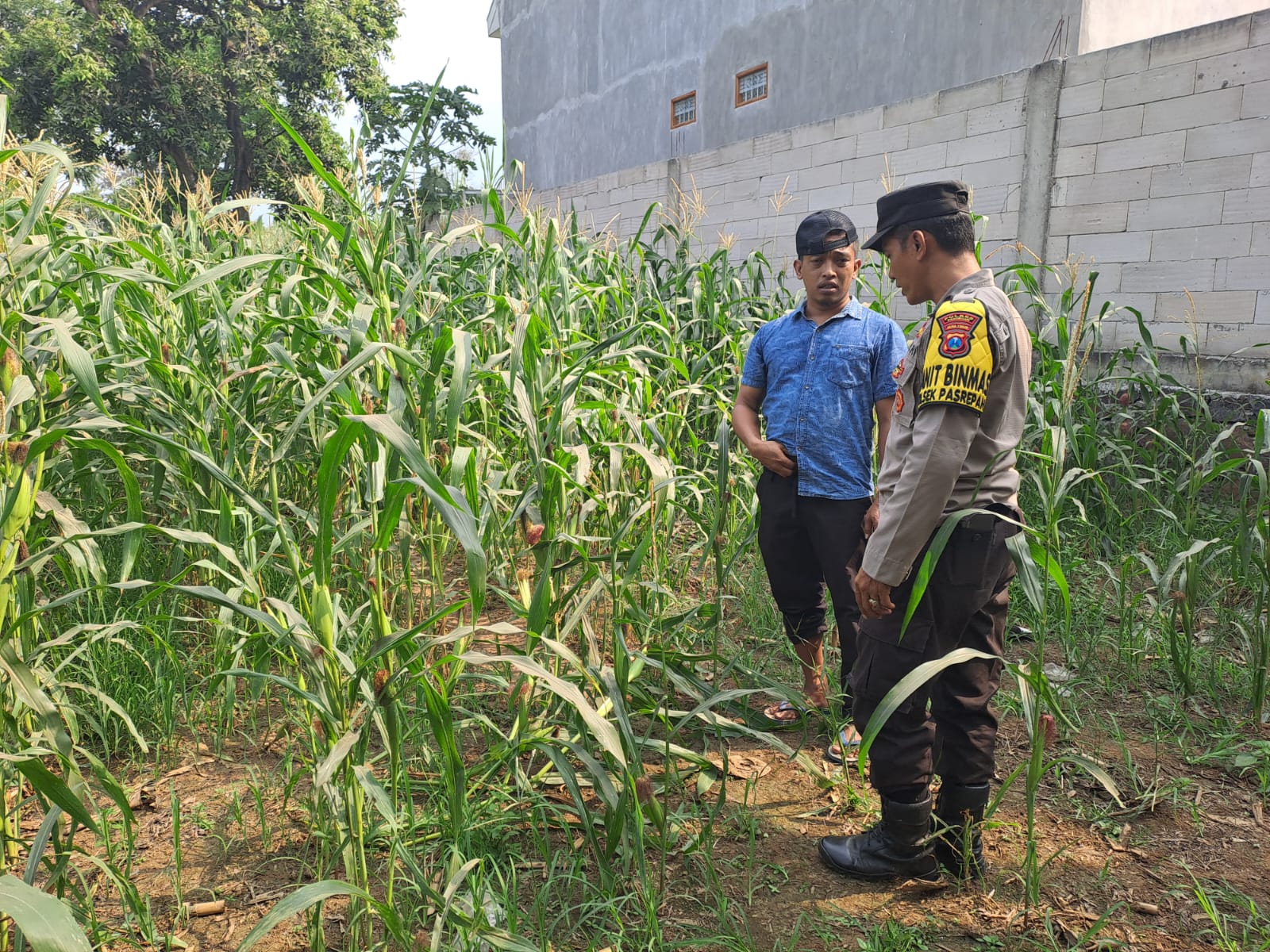 Perkuat Kemitraan, Polsek Pasrepan Dampingi Petani Jagung di Pohgading