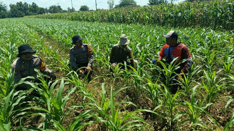 Polresta Sidoarjo Pantau Tanaman Jagung di Balongbendo Dukung Swasembada Pangan