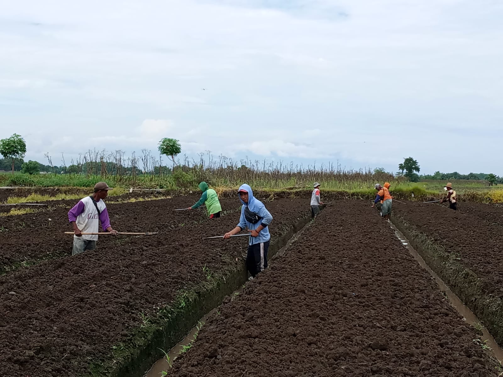 Minim Alat Pertanian, Gapoktan Asembakor Harap Bantuan Pemerintah