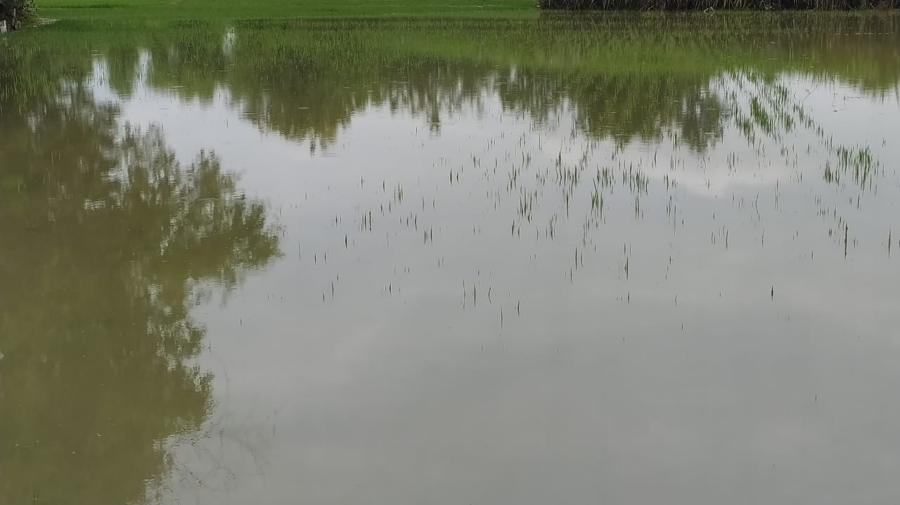 Ratusan Hektare Padi dan Jagung di Ngawi Terendam Banjir 
