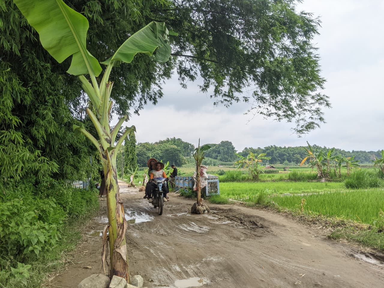 Protes Jalan Desa Rusak, Warga Ponorogo Tanam Pohon Pisang