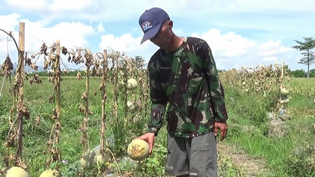 Harga Anjlok, Petani Jember Biarkan Melon dan Semangka Membusuk di Ladang